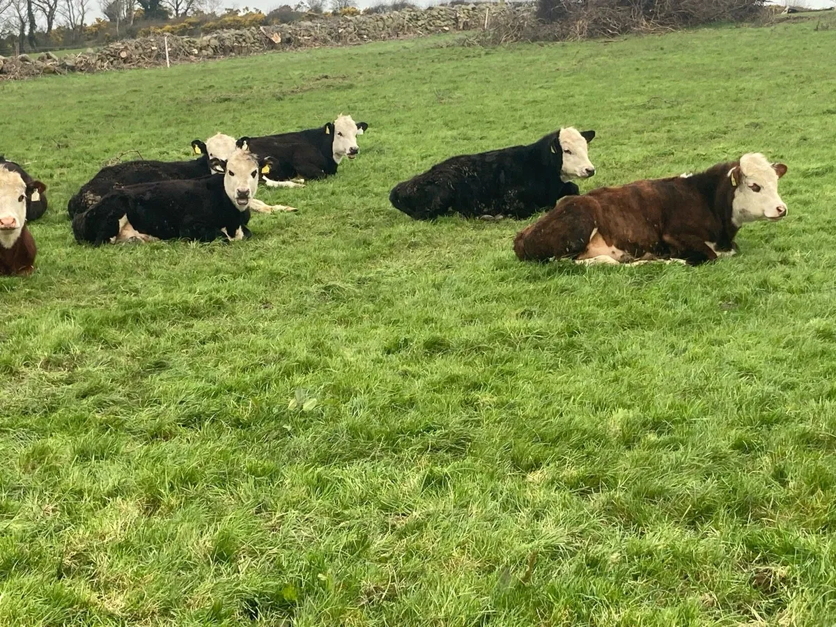 Hereford Yearling Bullocks - Image 1