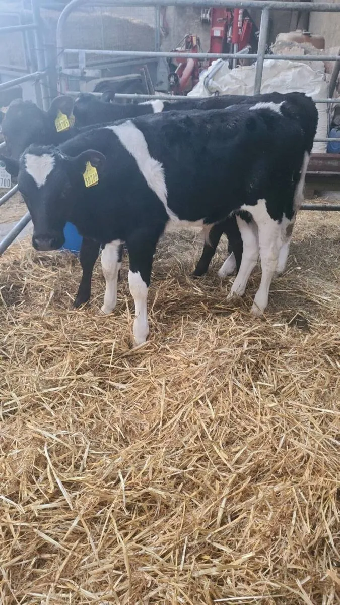 Freisan bull calves - Image 1