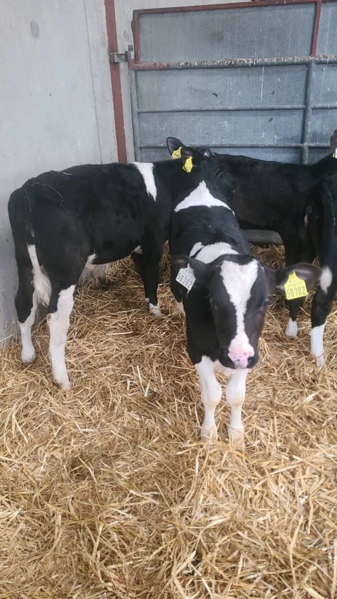 Freisan bull calves - Image 2