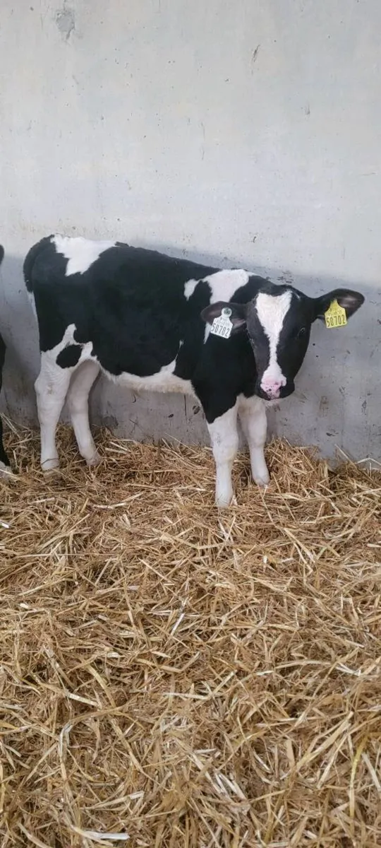 Freisan bull calves - Image 3