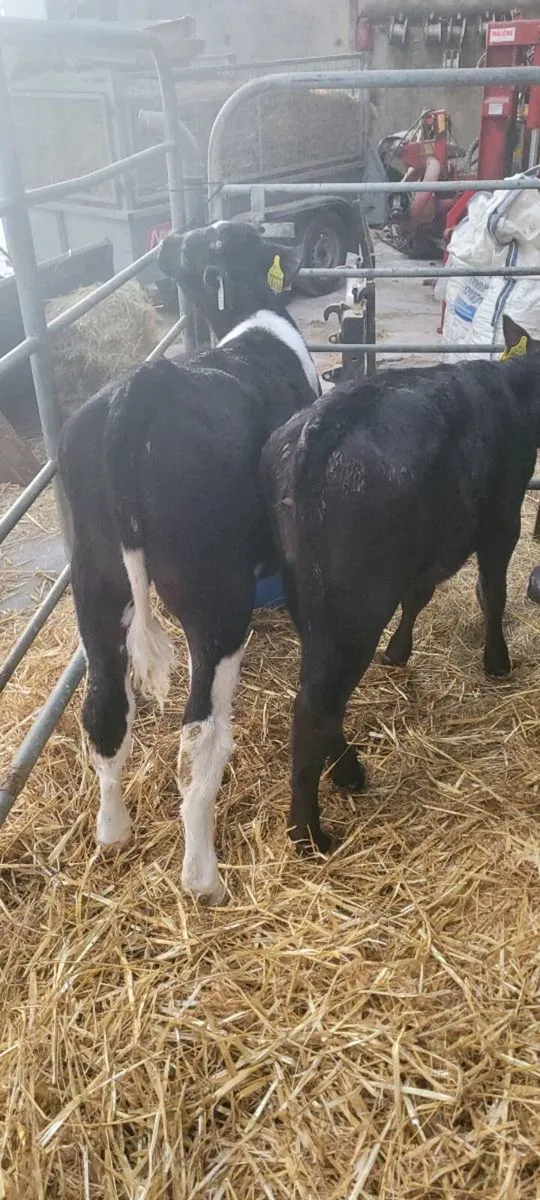 Freisan bull calves - Image 4