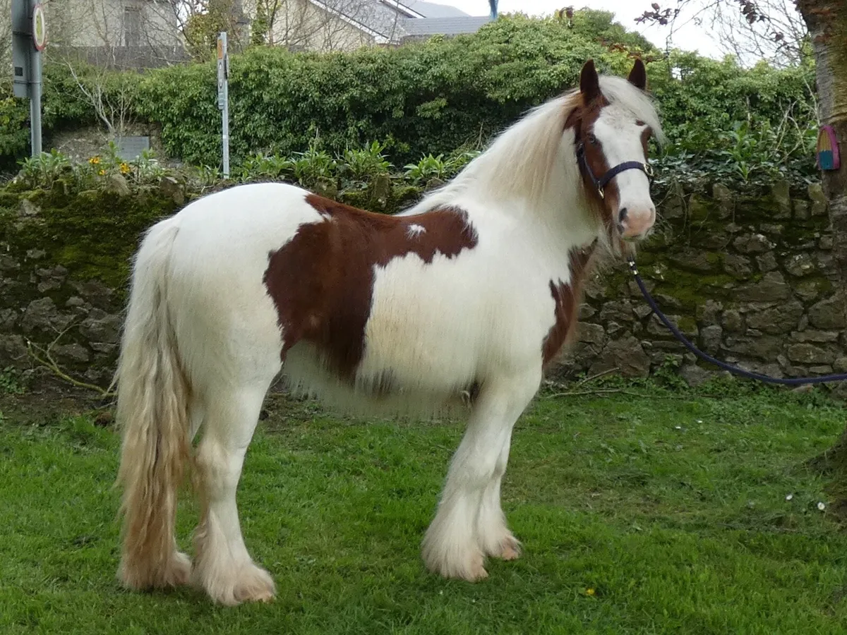 Top class filly for sale - Image 4