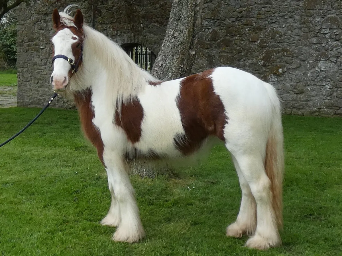 Top class filly for sale - Image 1