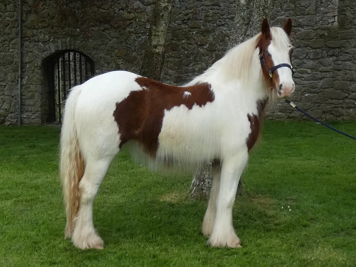 Top class filly for sale - Image 2