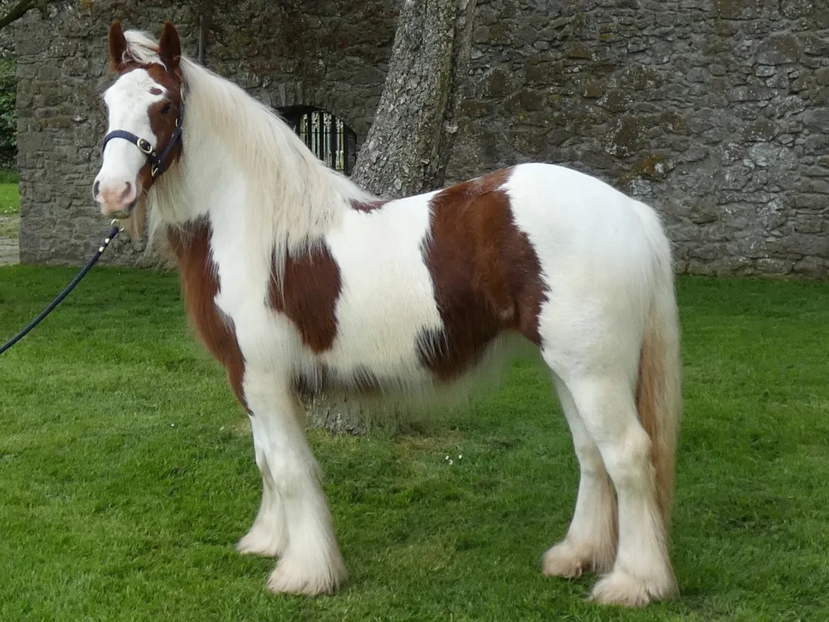 Top class filly for sale - Image 3