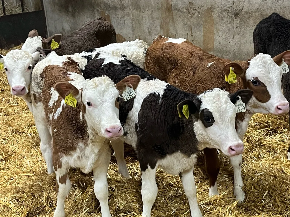 Simmental Heifer Calves - Farm Direct - Image 2