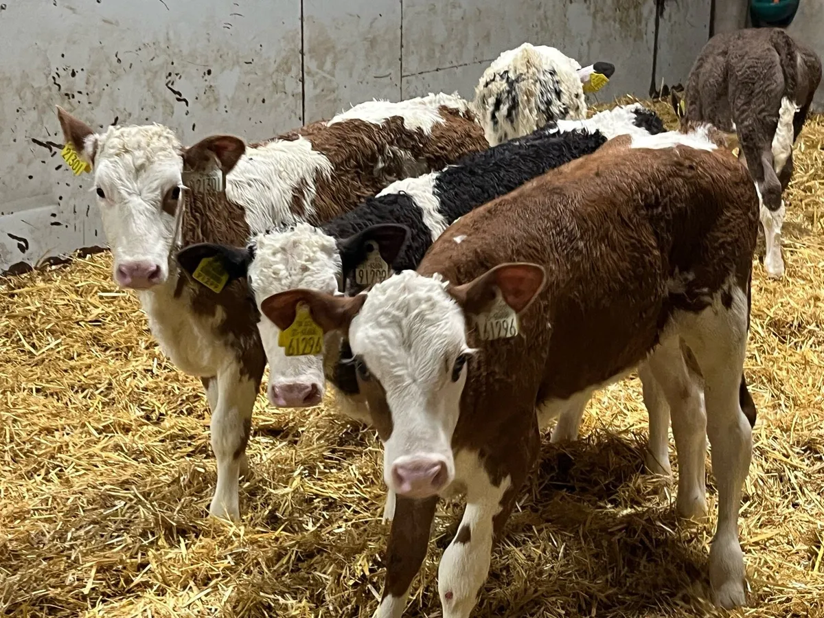 Simmental Heifer Calves - Farm Direct - Image 3