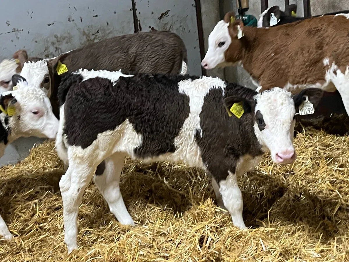 Simmental Heifer Calves - Farm Direct - Image 4