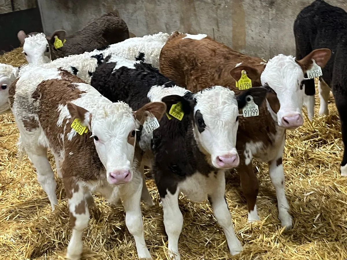 Simmental Heifer Calves - Farm Direct - Image 1