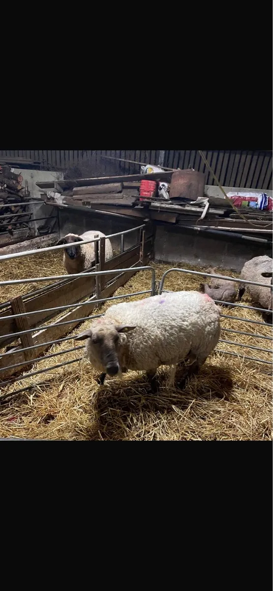 Foster ewe for sale - Image 1