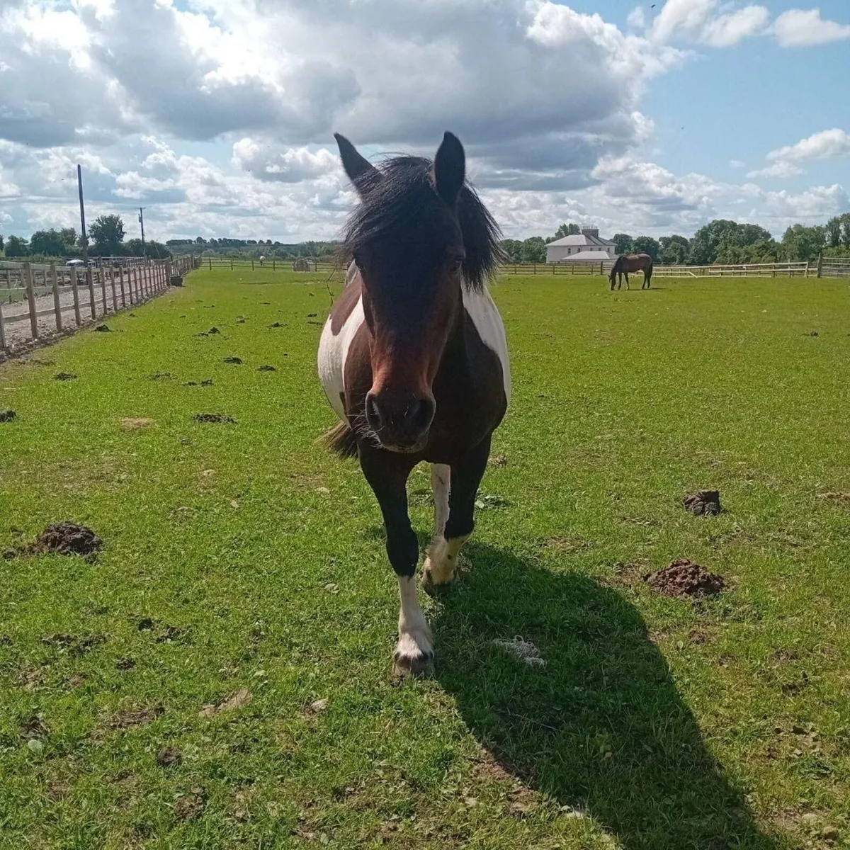 Pony 12.2hh - Image 2