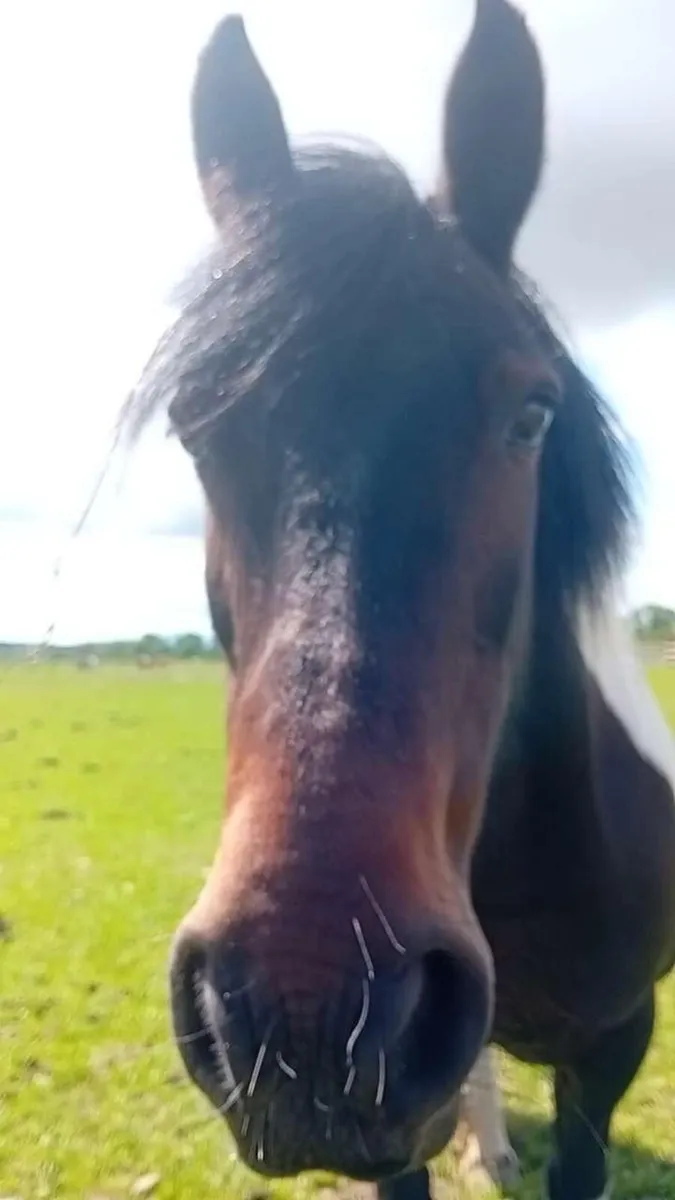 Pony 12.2hh - Image 3