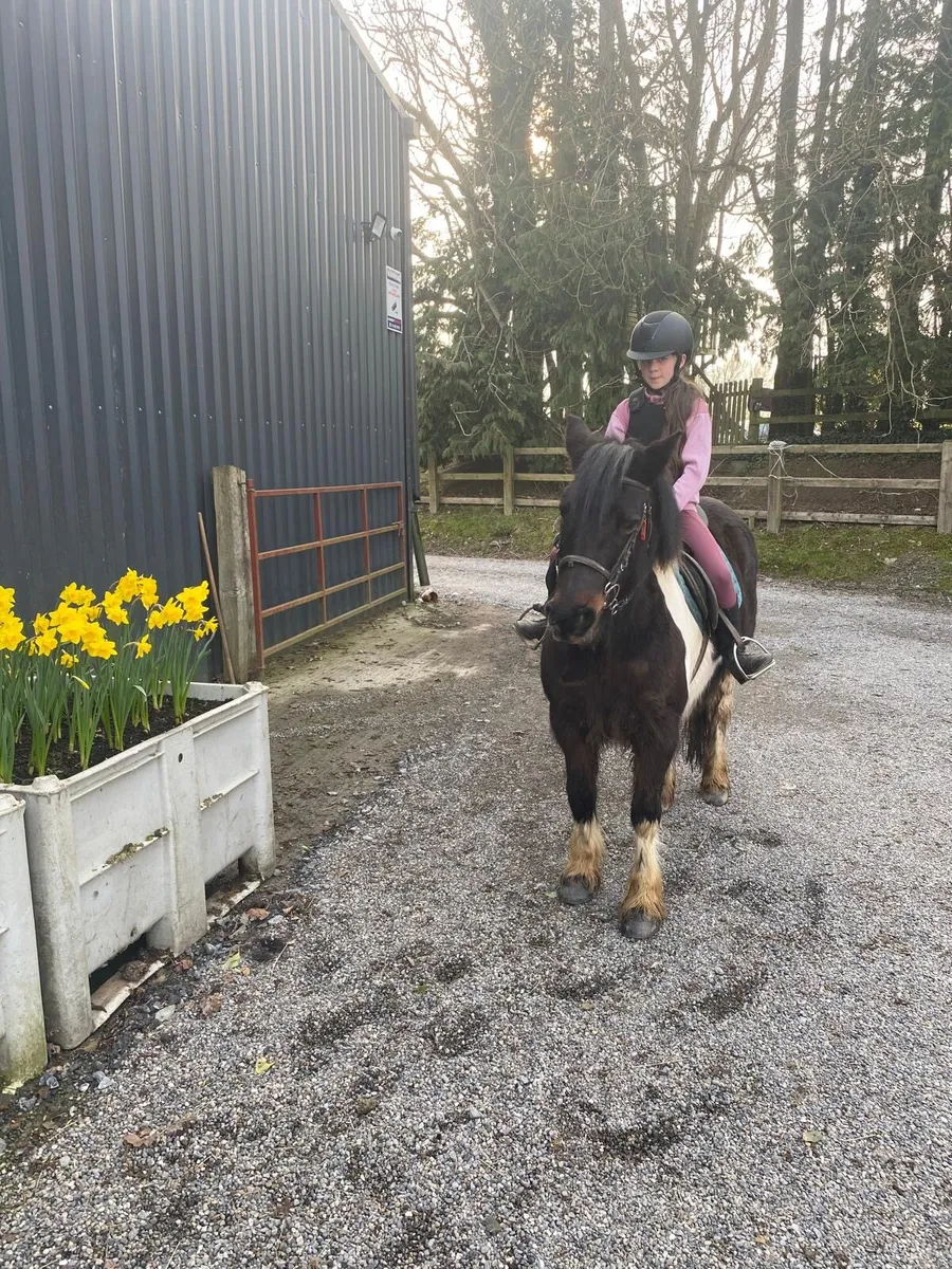 Pony 12.2hh - Image 4