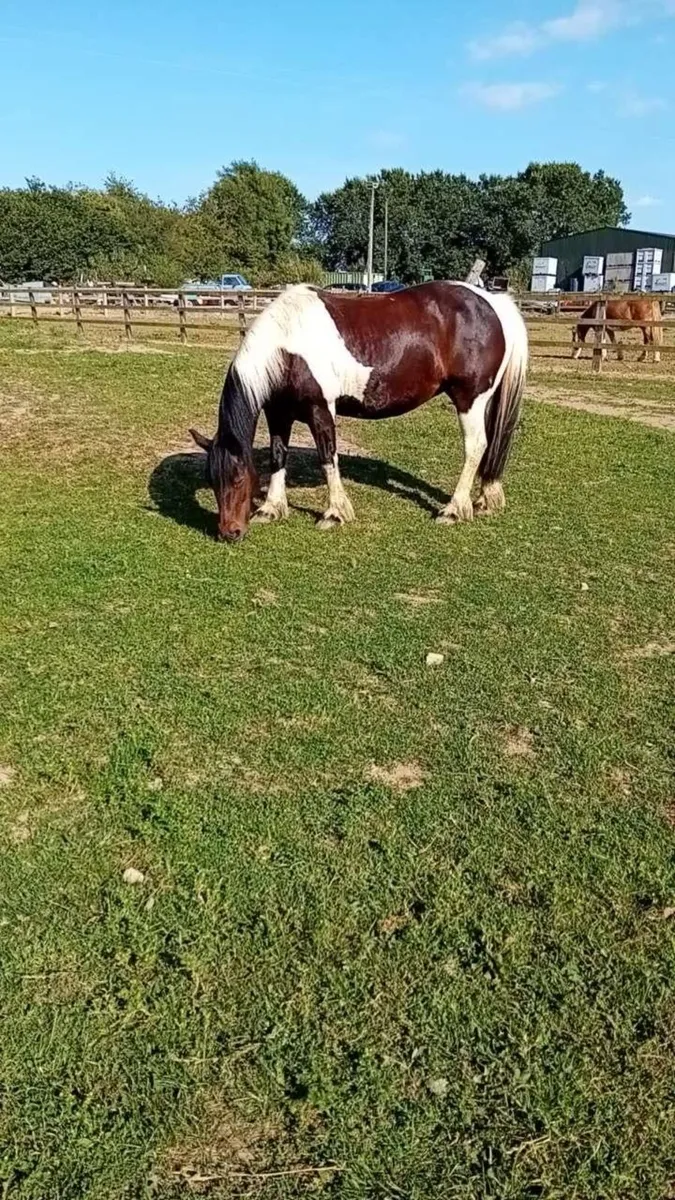 Pony 12.2hh - Image 1