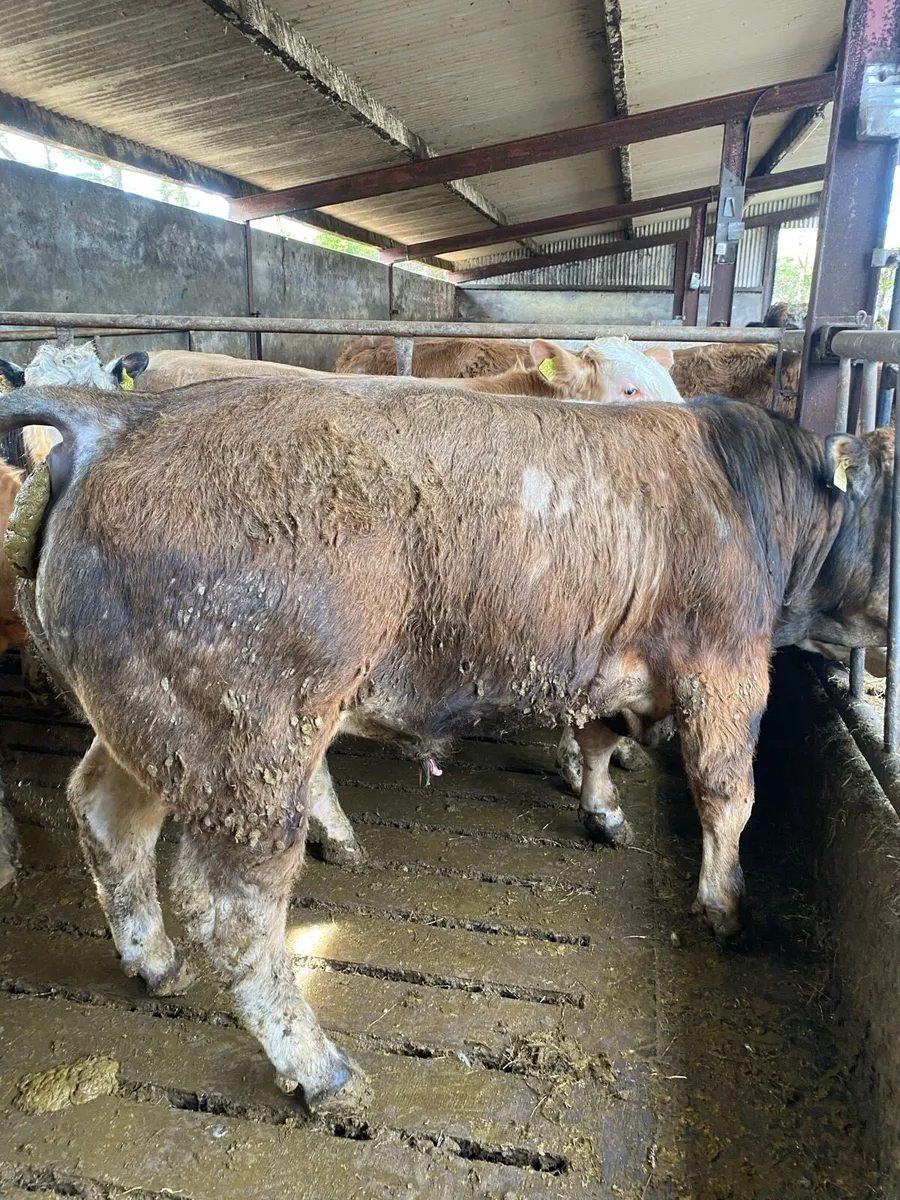 Aubrac bull - Image 2