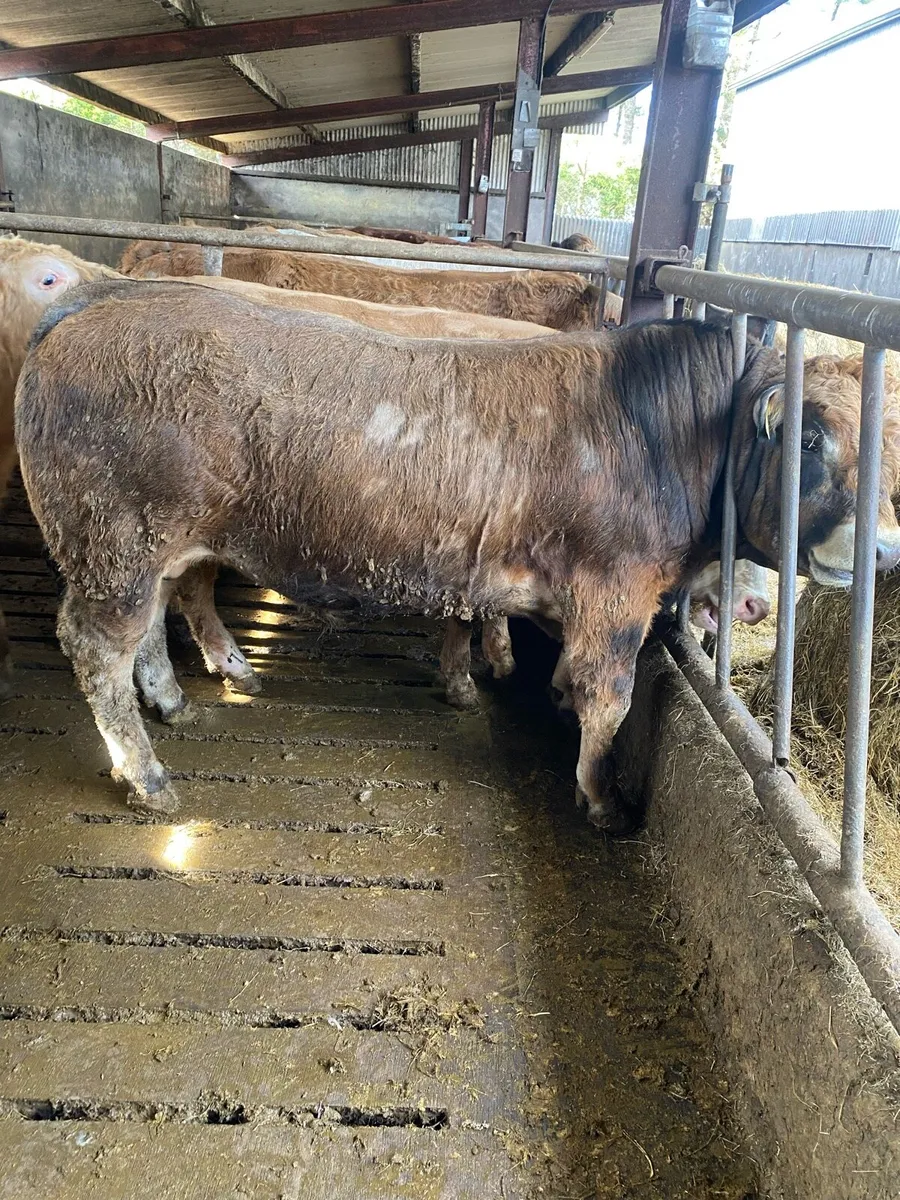 Aubrac bull - Image 3