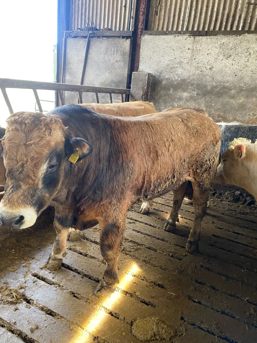 Aubrac bull - Image 1