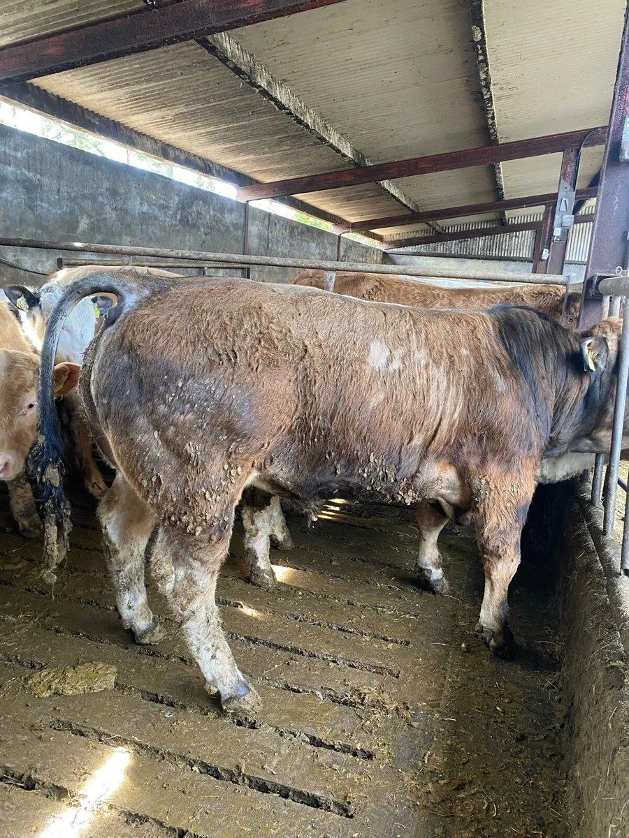 Aubrac bull - Image 4