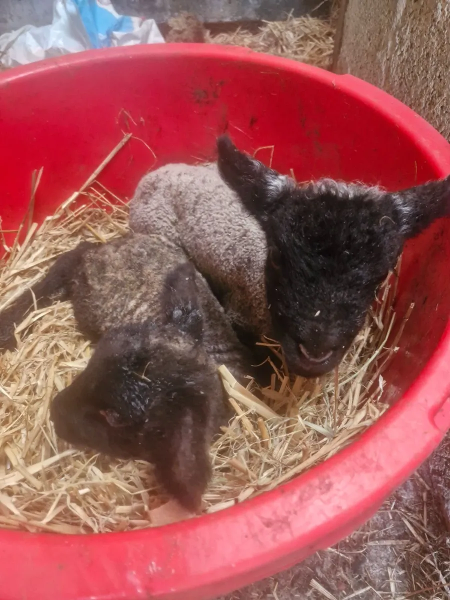 Pet lambs - Image 2