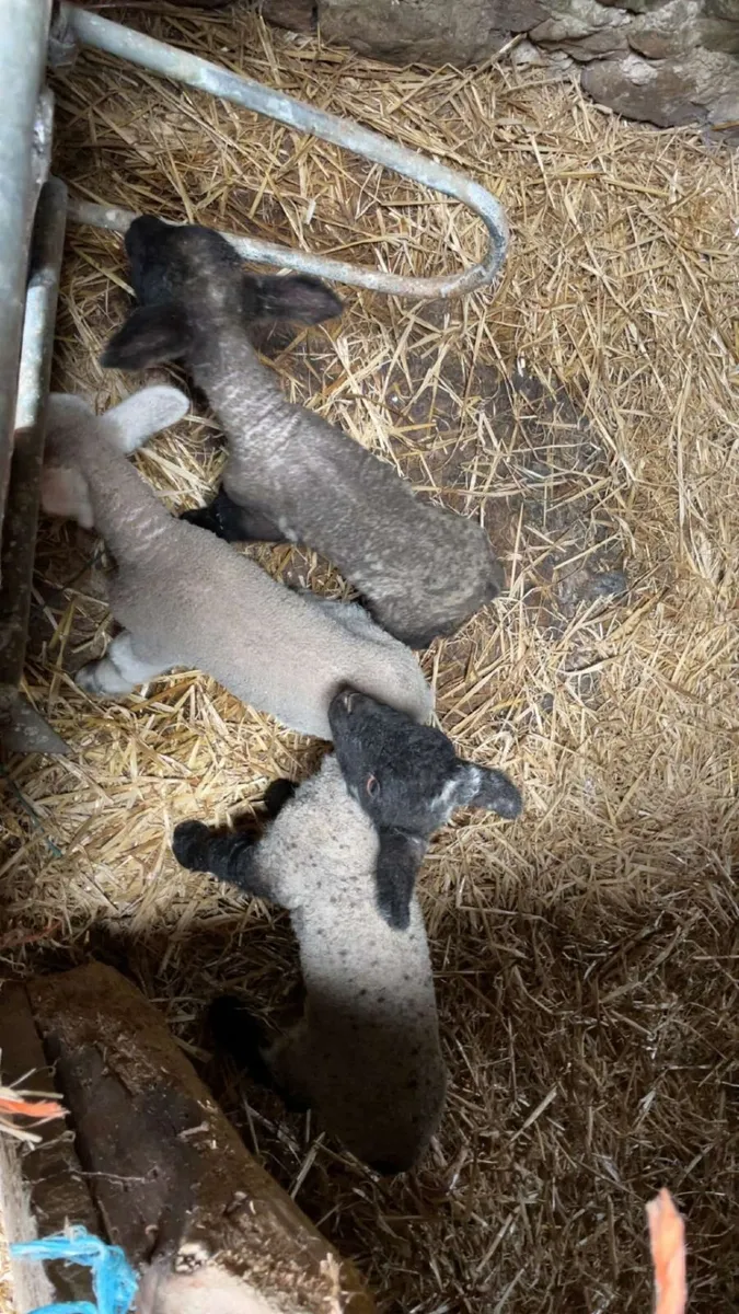 Pet lambs - Image 1