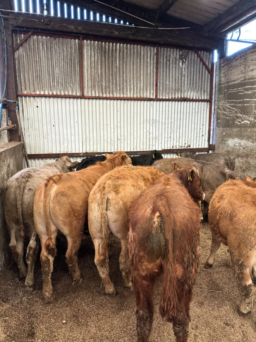 Beef bred bullocks - Image 2