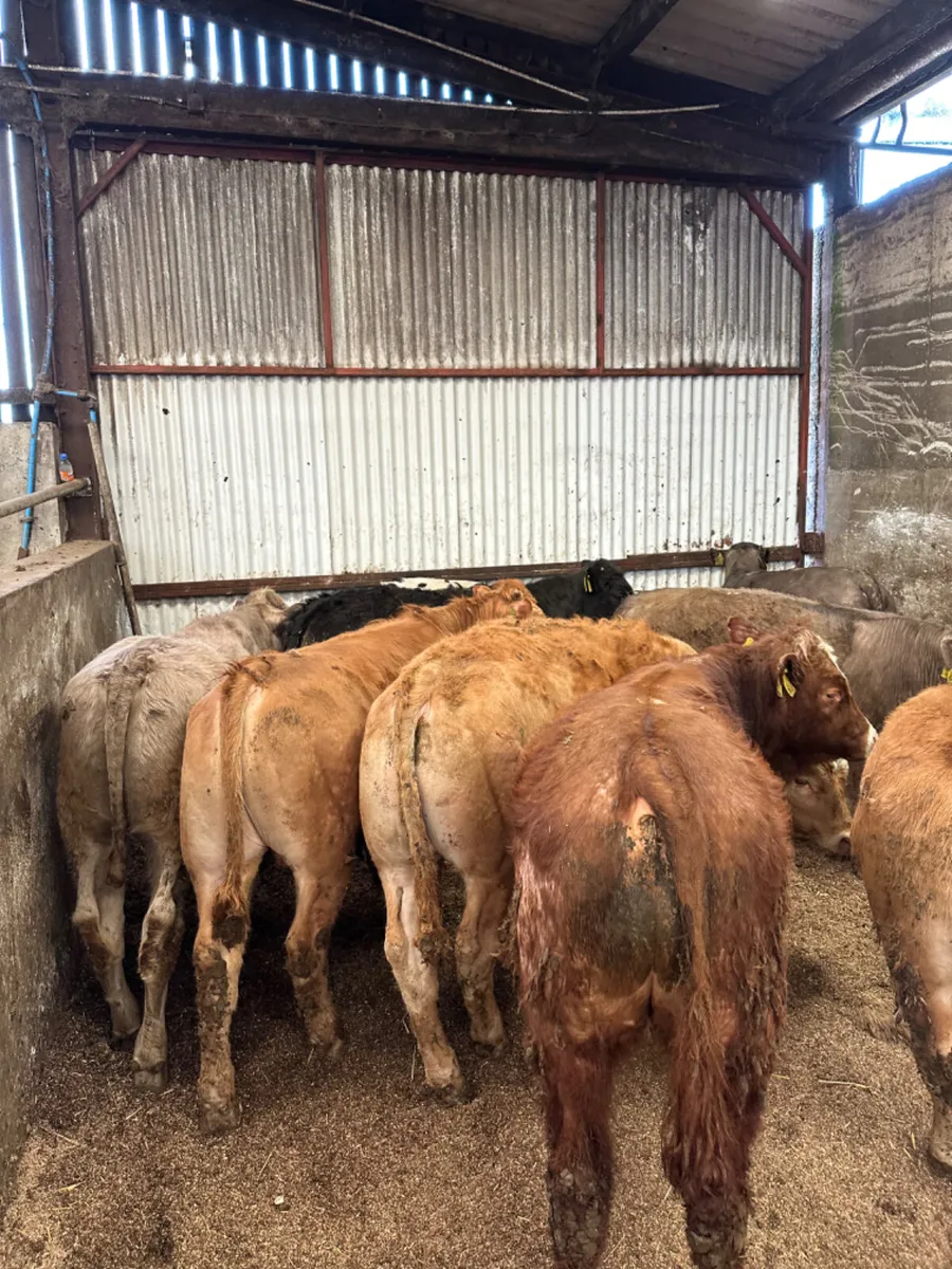 Beef bred bullocks - Image 1