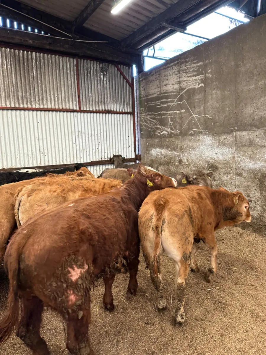 Beef bred bullocks - Image 3