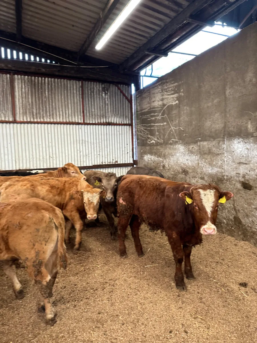 Beef bred bullocks - Image 4
