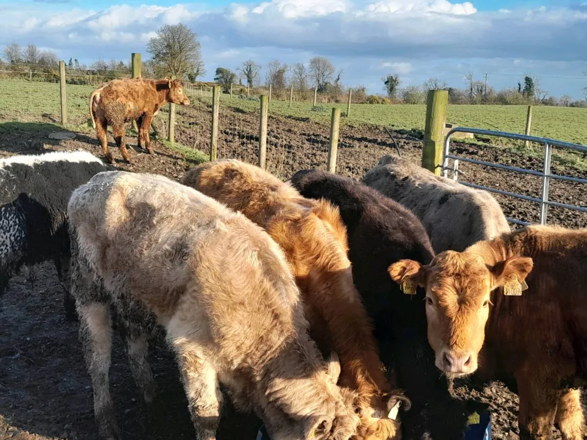 8 Lovely Suckler bred bullocks - Image 1