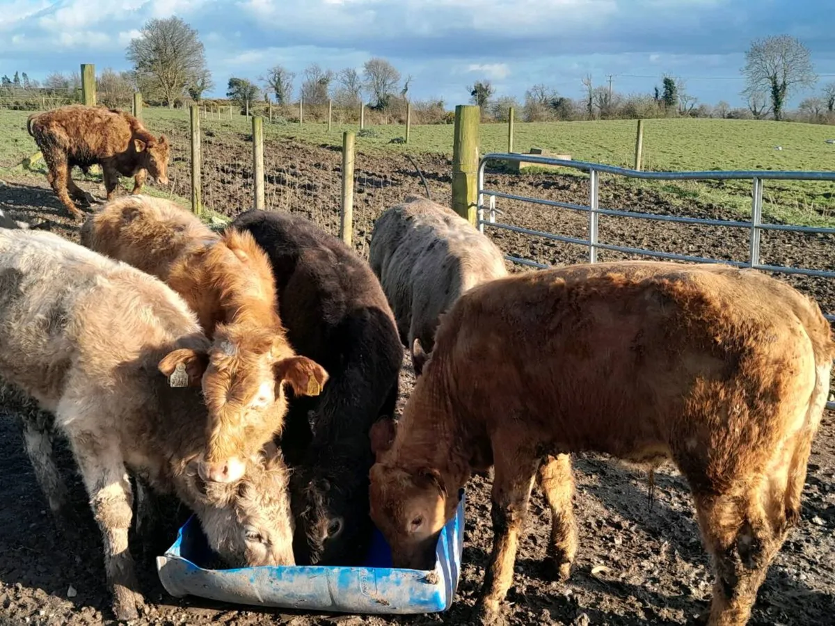 8 Lovely Suckler bred bullocks - Image 2