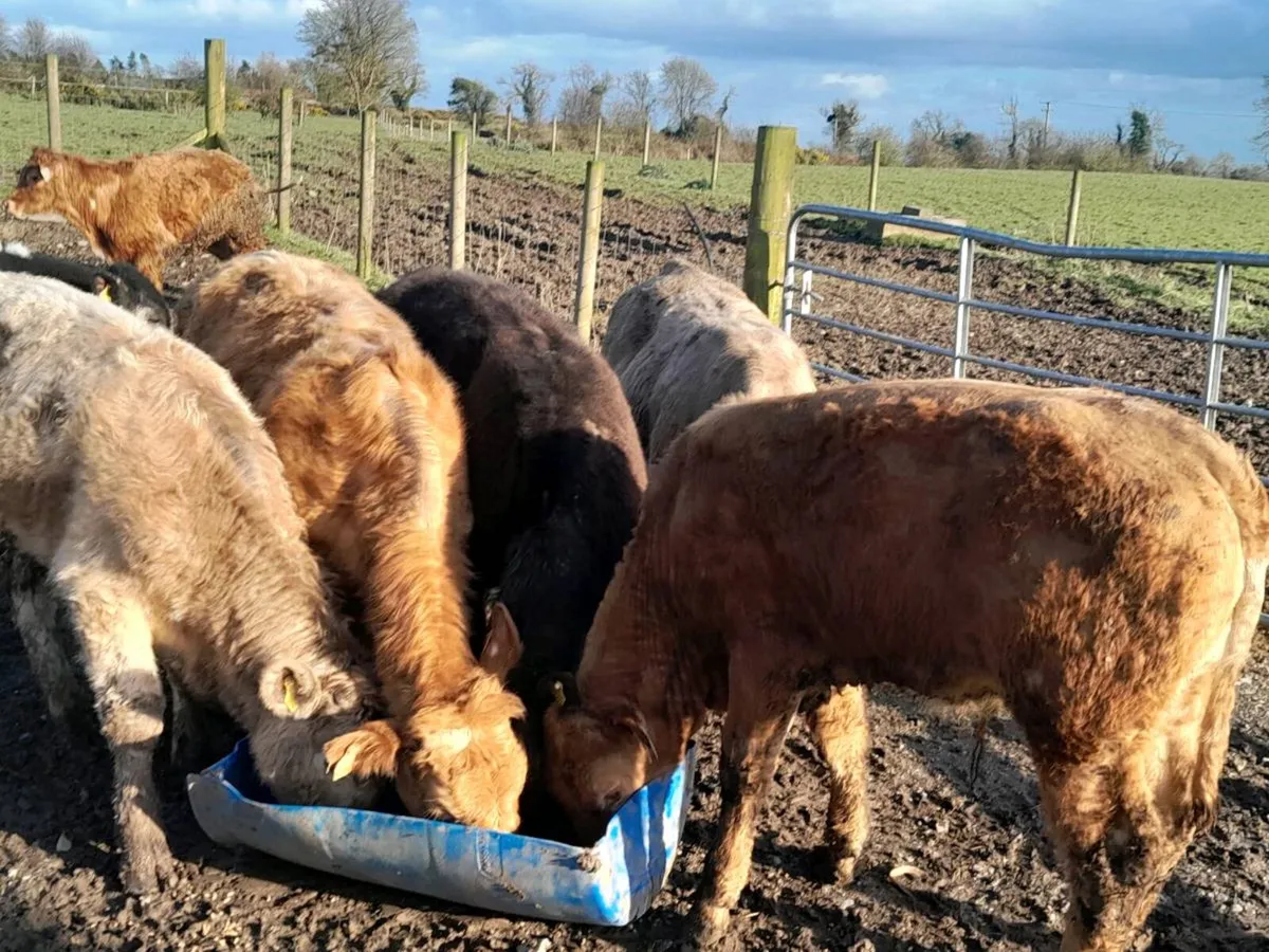 8 Lovely Suckler bred bullocks - Image 3