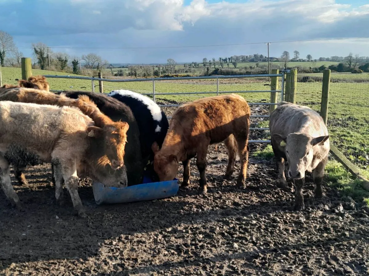 8 Lovely Suckler bred bullocks - Image 4