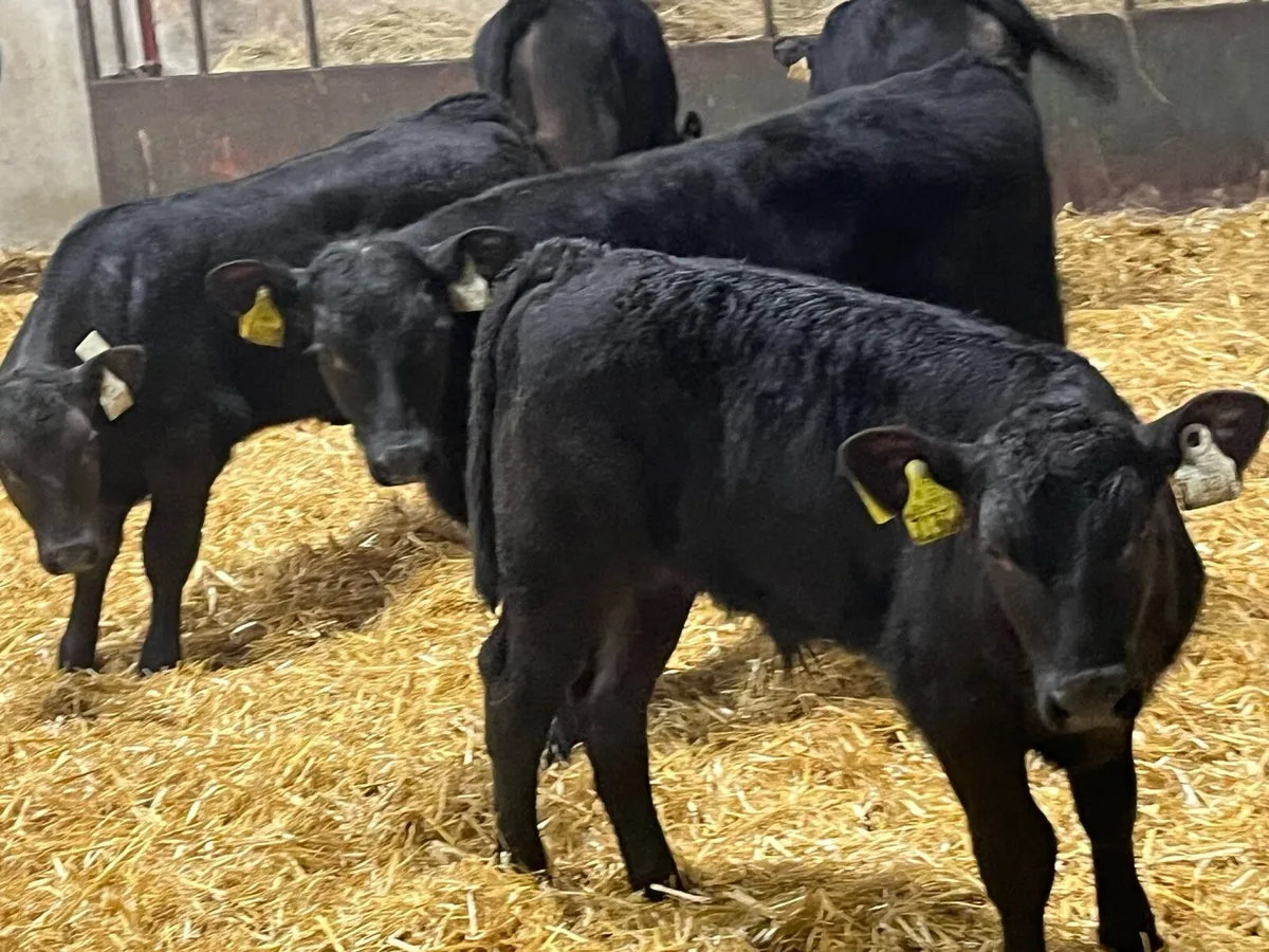 Super 2/3 Month Old AA Bull Calves - Image 1