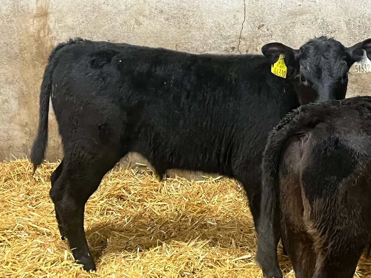 Super 2/3 Month Old AA Bull Calves - Image 3