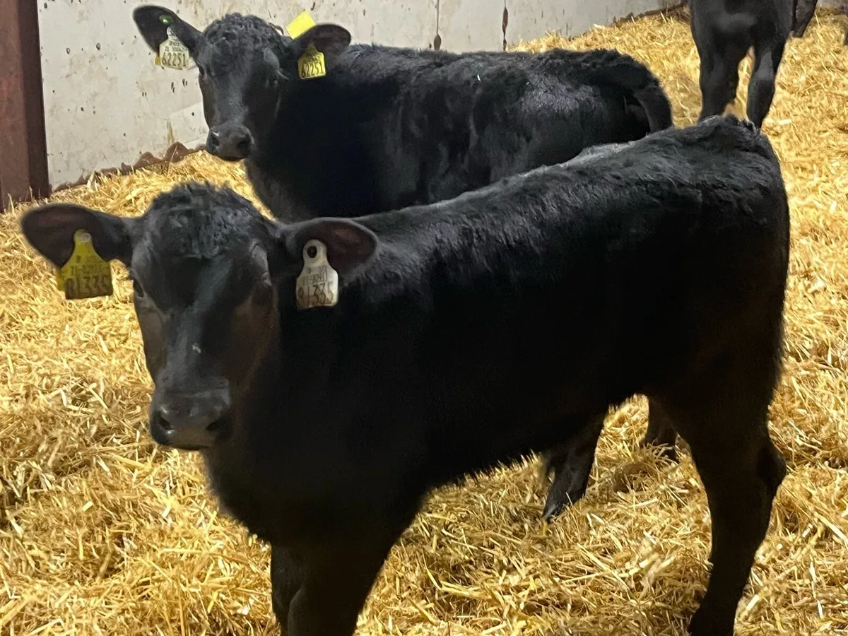 Super 2/3 Month Old AA Bull Calves - Image 4