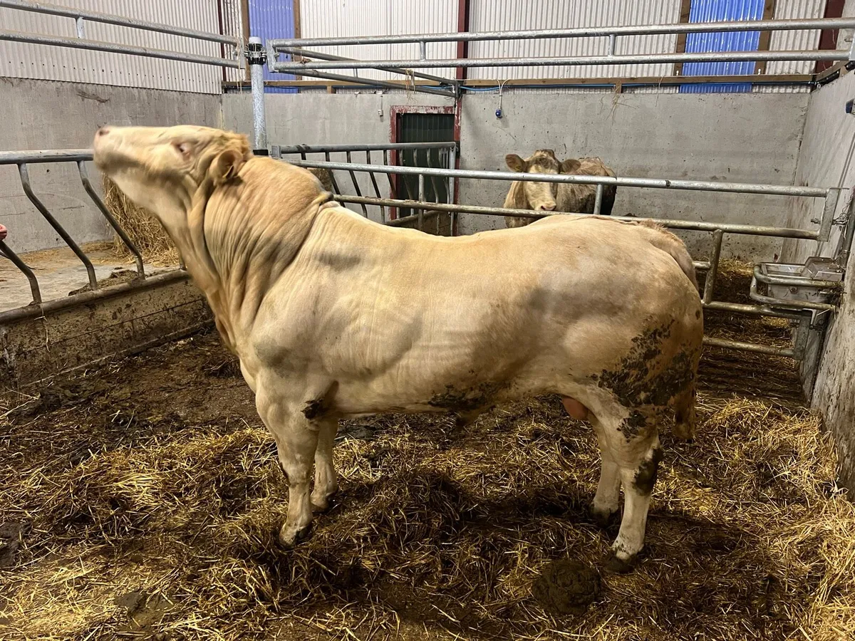 Blonde PNR Bull - Image 1