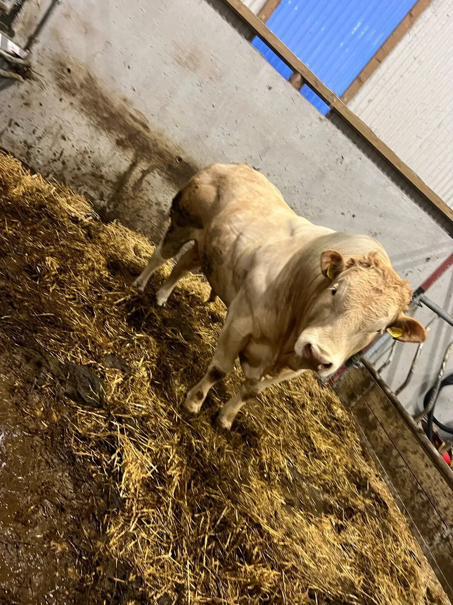 Blonde PNR Bull - Image 2