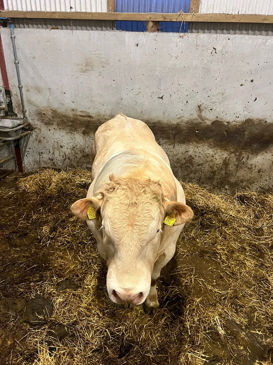 Blonde PNR Bull - Image 3