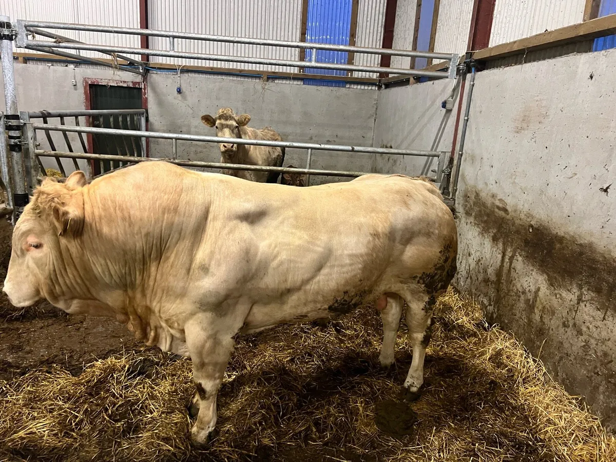 Blonde PNR Bull - Image 4