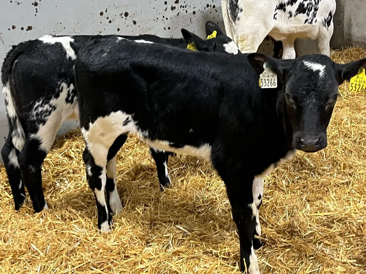 Real Proper Belgian Blue Heifer Calves - Image 4