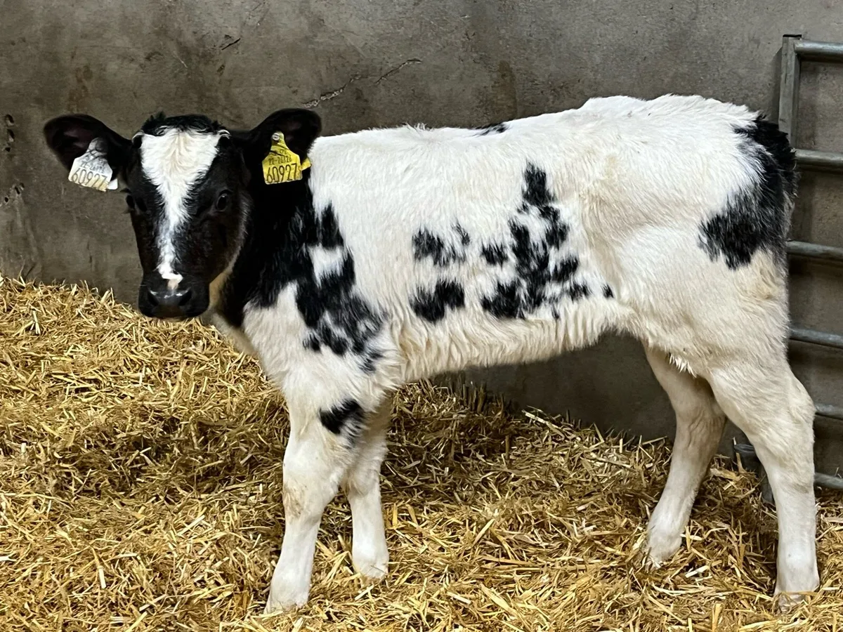 Real Proper Belgian Blue Heifer Calves - Image 2