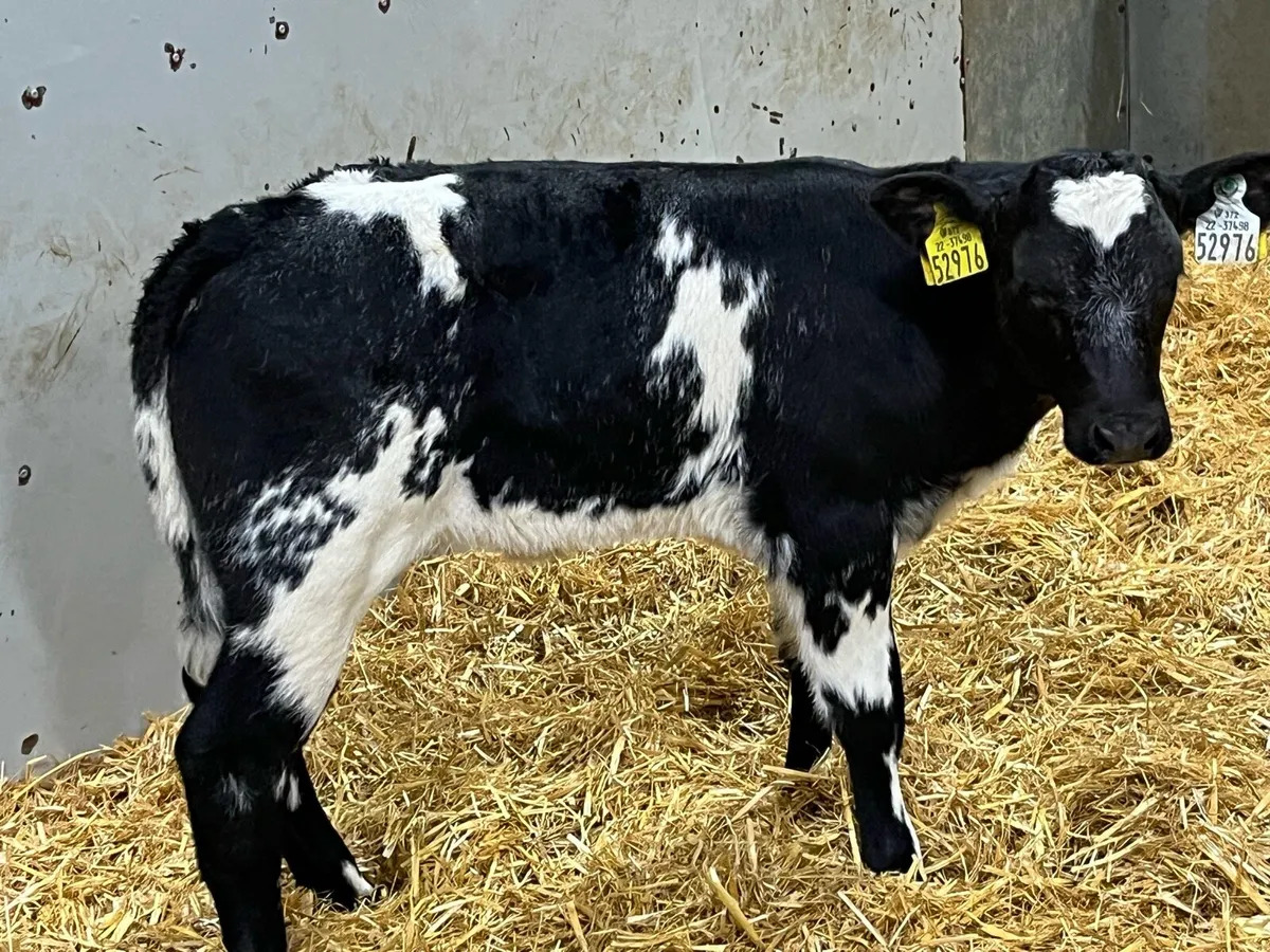 Real Proper Belgian Blue Heifer Calves - Image 3