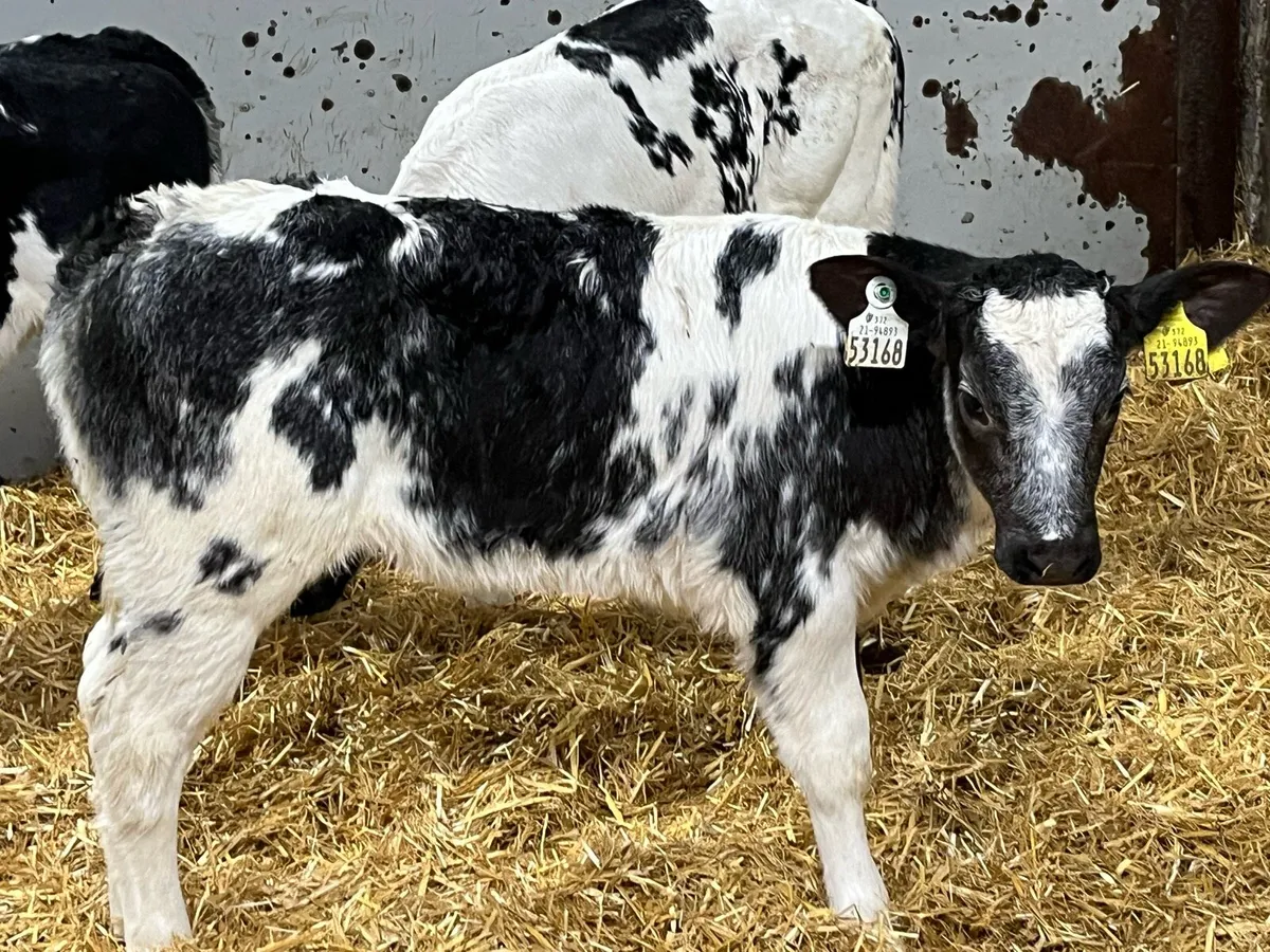 Real Proper Belgian Blue Heifer Calves - Image 1