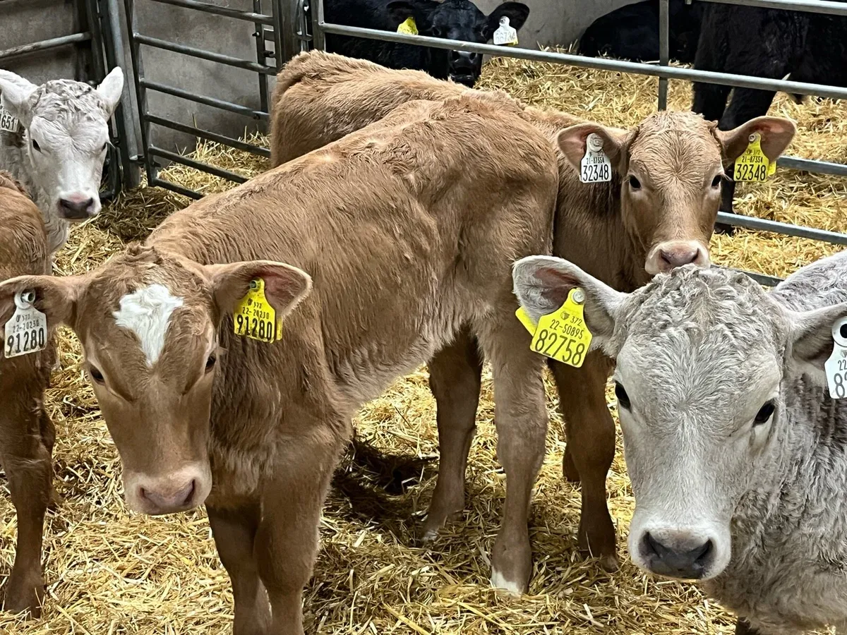 Golden Charolais & Red LIM Heifer Calves - Image 1