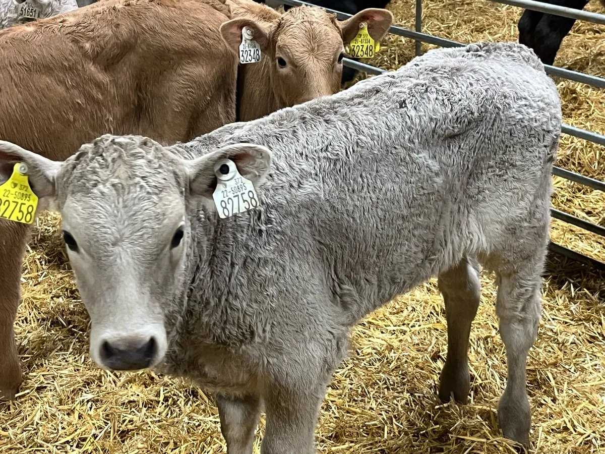 Golden Charolais & Red LIM Heifer Calves - Image 2