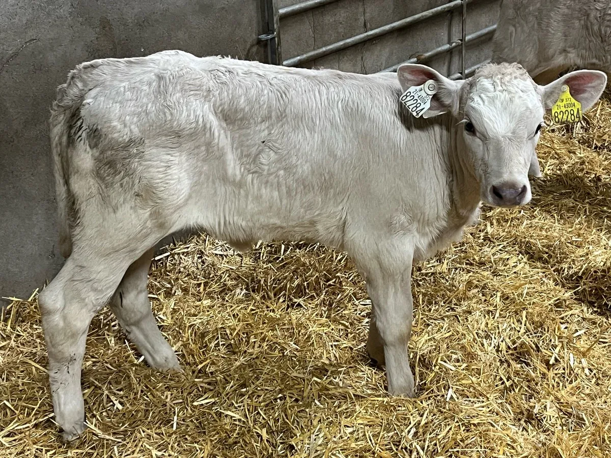Golden Charolais & Red LIM Heifer Calves - Image 3