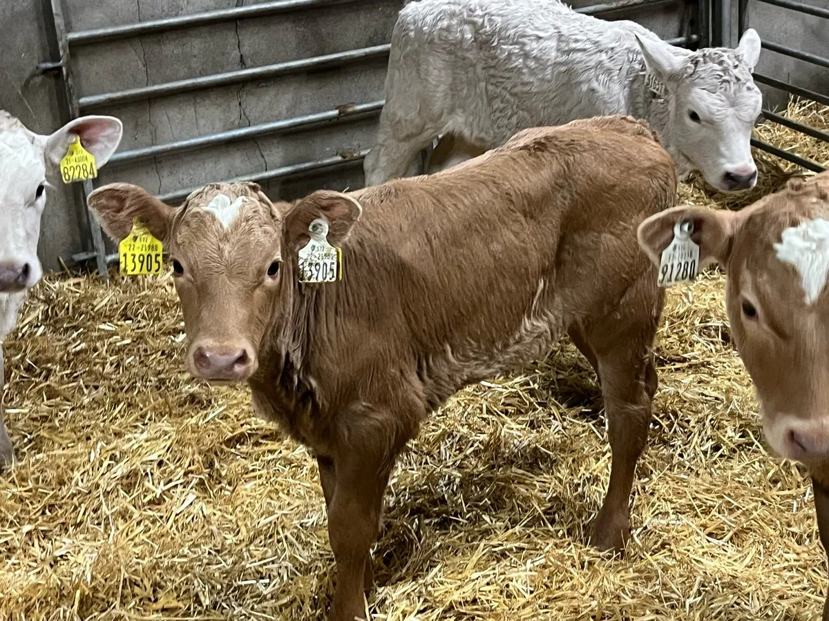 Golden Charolais & Red LIM Heifer Calves - Image 4