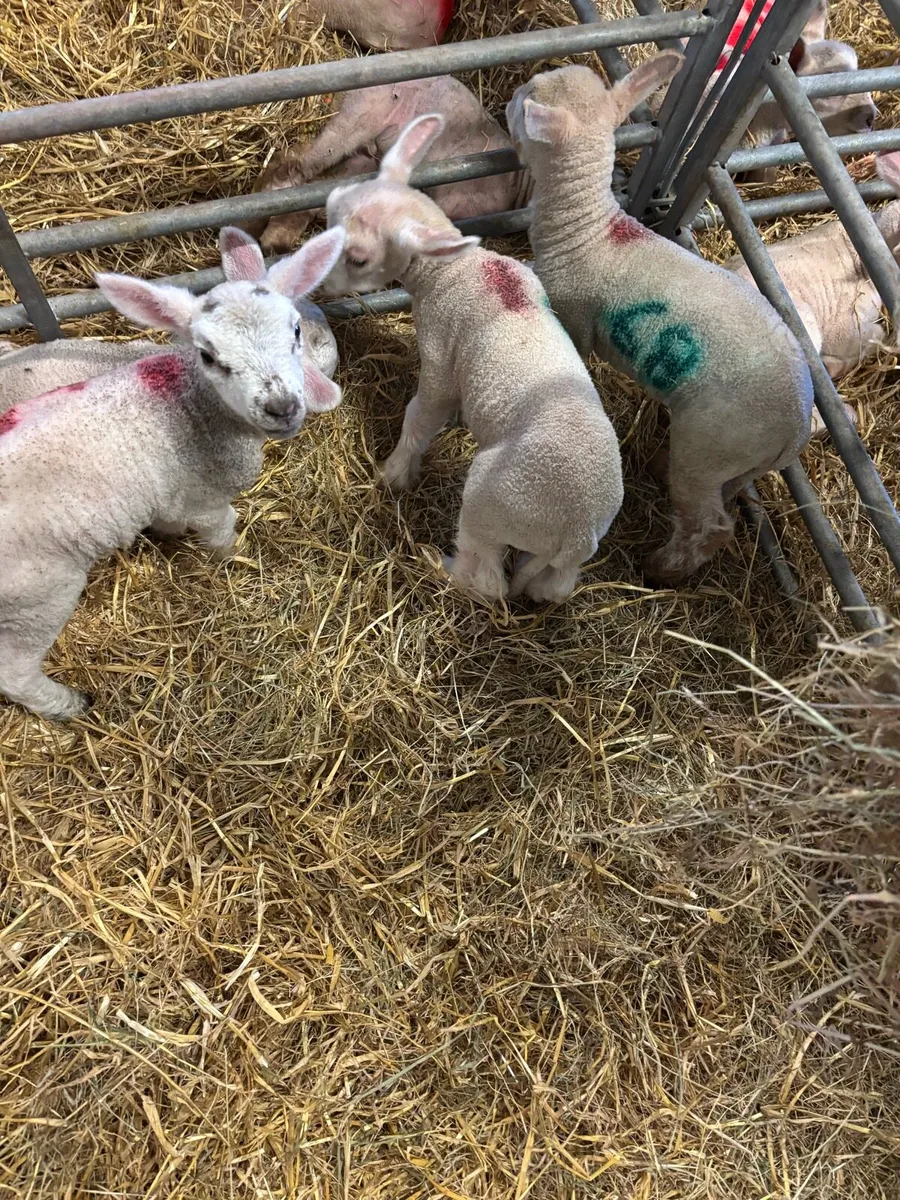 Pet Lambs - Image 1