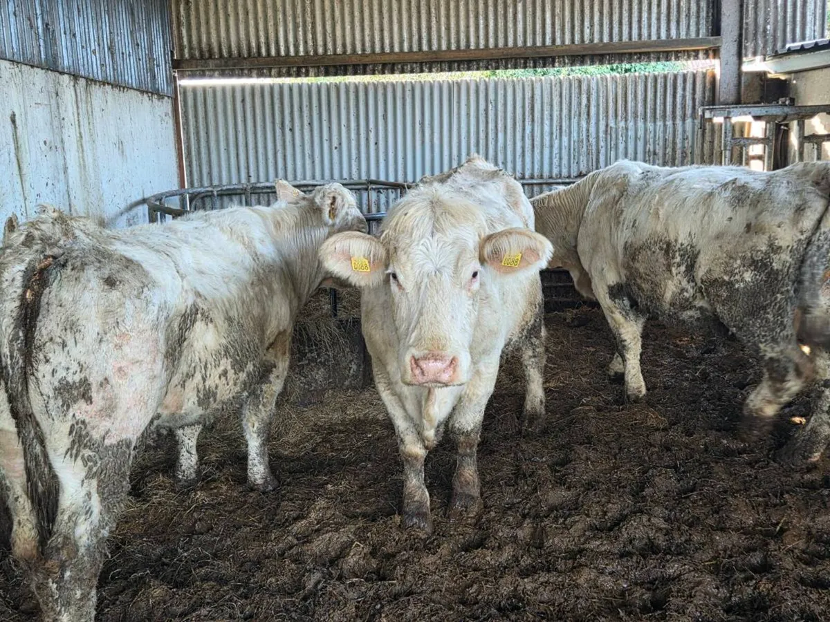 PEDIGREE COWS Drumshambo mart Good Friday night - Image 2