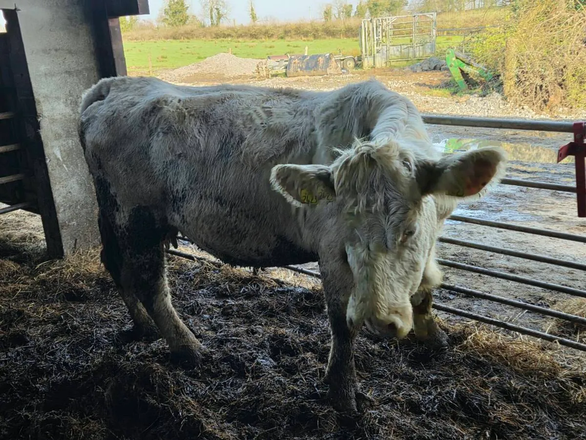 PEDIGREE COWS Drumshambo mart Good Friday night - Image 3